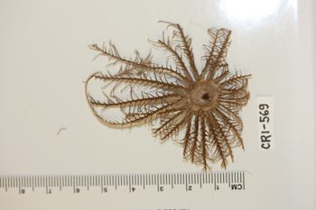 Media type: image;   Invertebrate Zoology CRI-569 Description: Preserved specimen.;